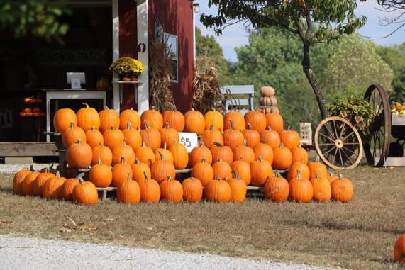 Pumpkin Patches in Elizabethtown