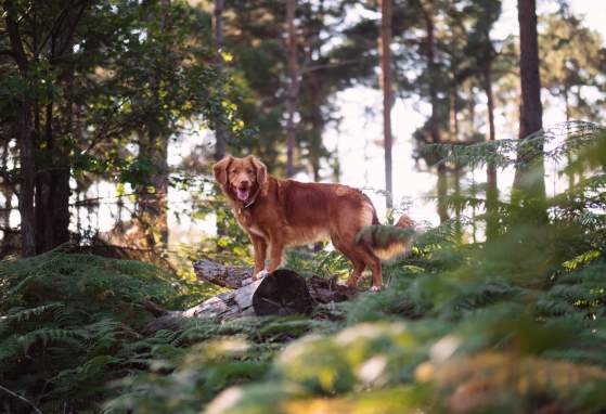 Dog on Trail