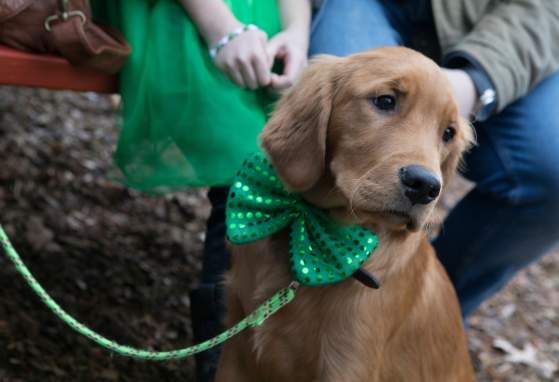 Elks Temple St. Patrick's Celebration