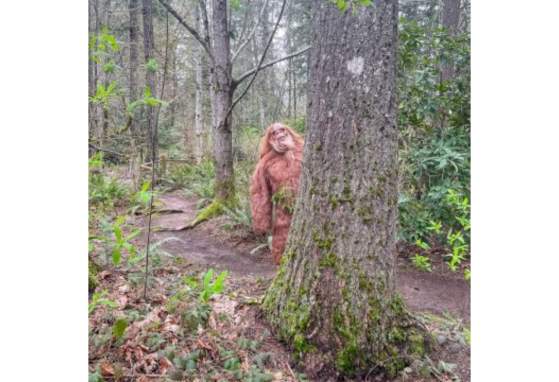 Great Sasquatch Hunt