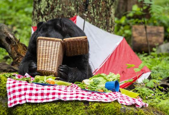 Bear Camp at Northwest Trek