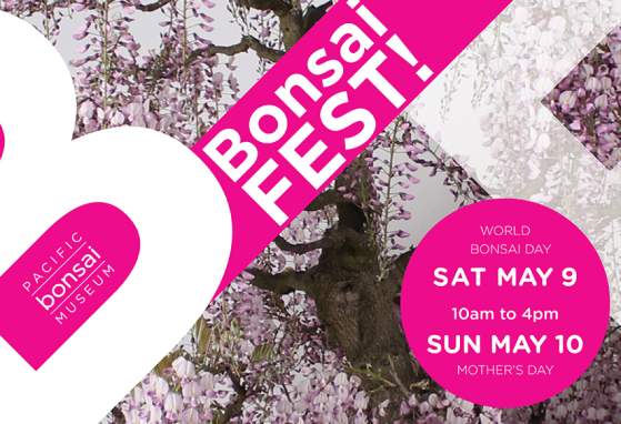 BonsaiFest!