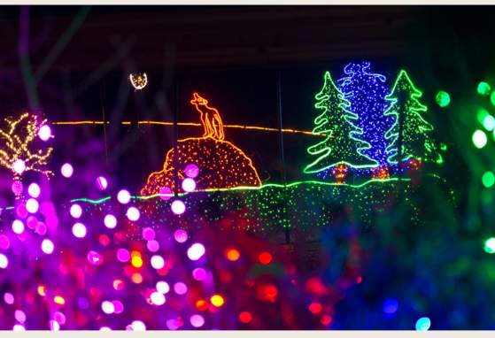 Dog Nights at Zoolights 2025