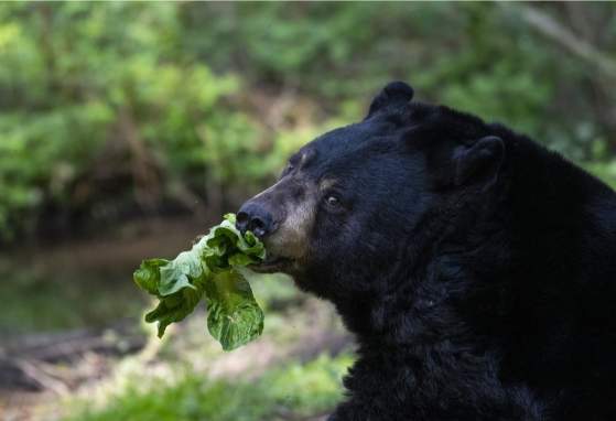 Feeding Frenzy at Northwest Trek