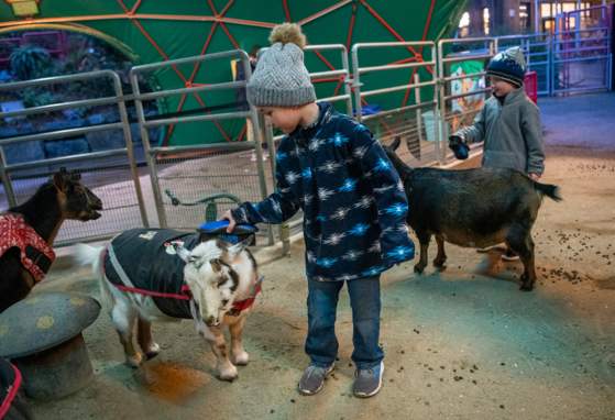 Groovy Goats Zoolights Edition 2025