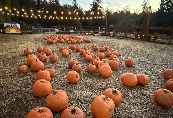 Harbor Farms Pumpkin Patch