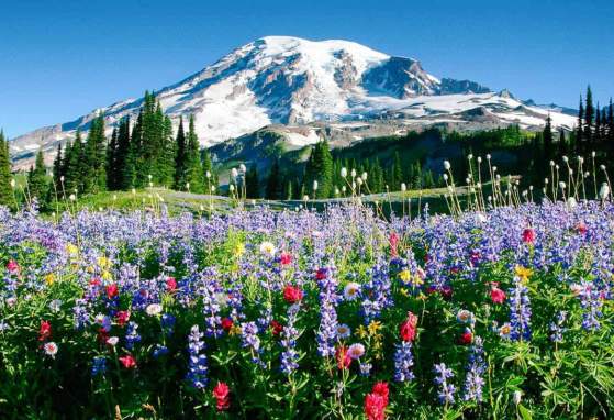 2026 Free Entrance Days at Mt. Rainier National Park