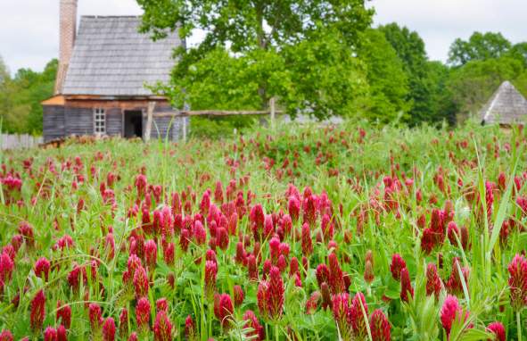 National Colonial Farm B