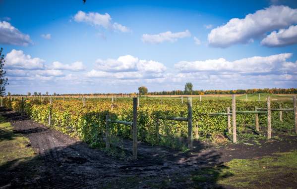 Guide to local wineries near Fargo