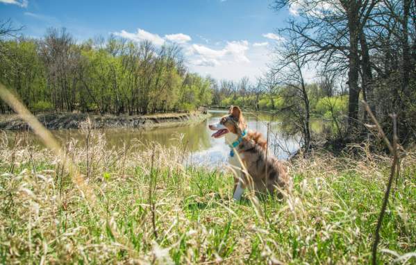 Dog-friendly spots to check out in Fargo-Moorhead