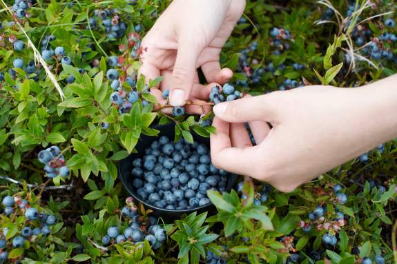 Cook County's Blueberry Bucket List