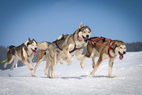 6 things you may not know about the John Beargrease Sled Dog Marathon