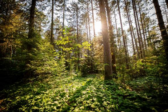 BWCAW Fire Danger and Closures Update