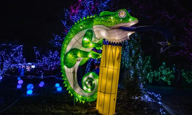 Nighttime display of a green and white lizard climbing a bamboo yellow tree