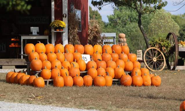 Pumpkin Patches in Elizabethtown
