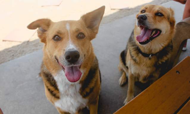 Two medium sized brown dogs smile at the camera