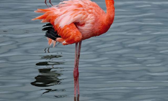 flamingo-birding