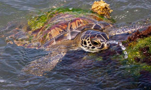 Green sea turtle