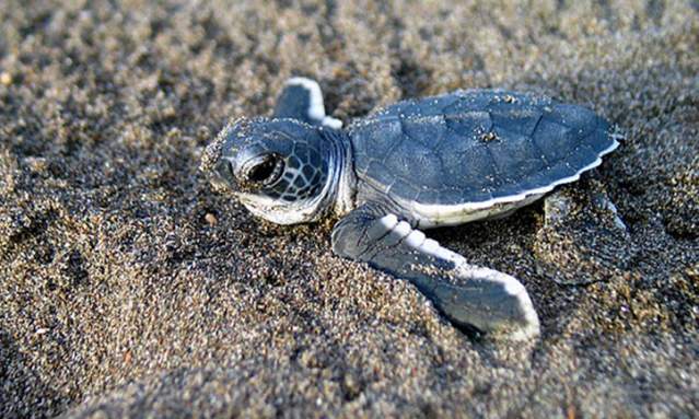 Little Turtle