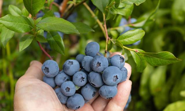 Pick-Your-Own Farms & Orchards For Spring & Summer