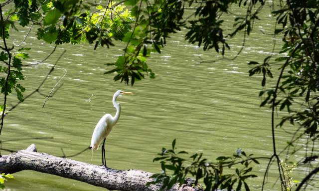 Birding in Huntsville & Madison County