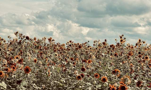 Pick Sunflowers this Fall at Hubert Family Farms