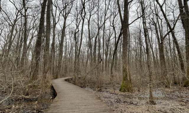 Wheelchair Friendly Hikes: Beaverdam Boardwalk in Huntsville/Madison County