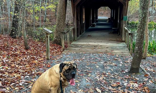 Dog Friendly Hiking Close to Downtown Huntsville