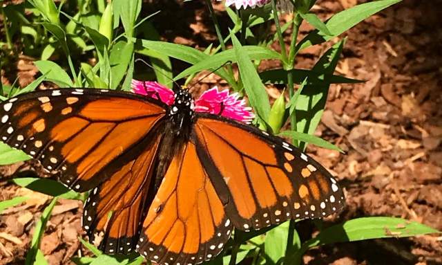 Purdy Butterfly House - Huntsville Botanical Garden
