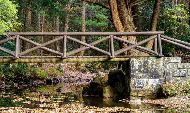 A wooden bridge that sits over a river in a green forest
