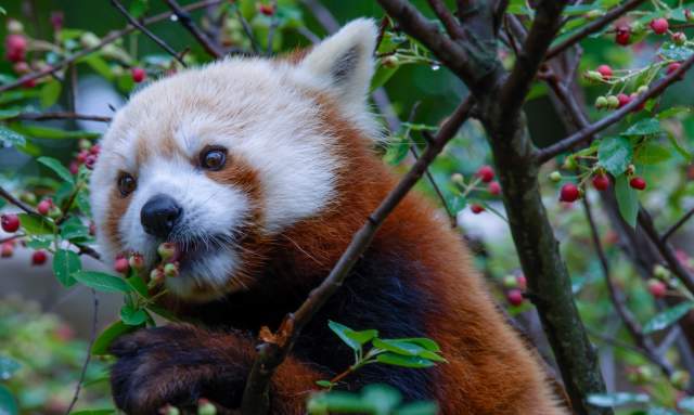 Elmwood Park Zoo Favorite Animals Header