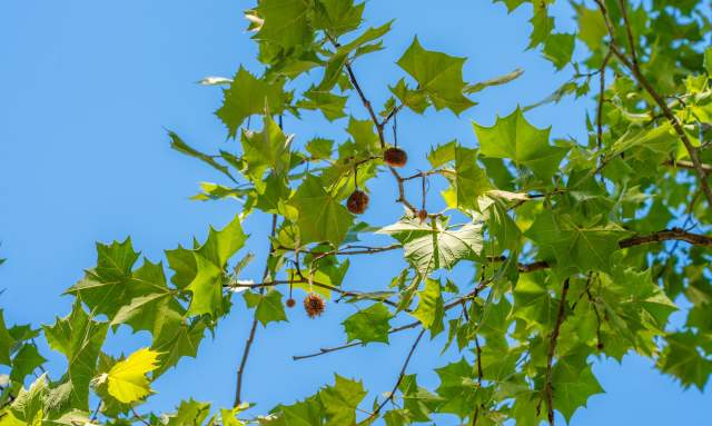 Leaf and Learn