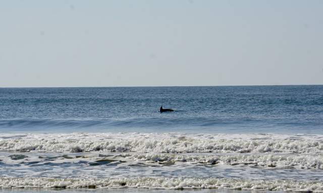 Decoding Dolphin Behavior