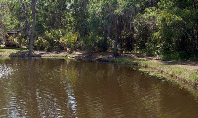 Wee Wild Ones: Pond Ponderers