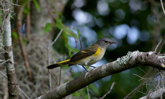 Early Birding