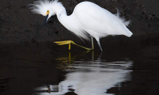 Bird Photography