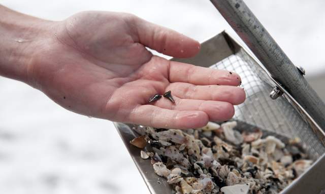 Shark Tooth Sleuthing