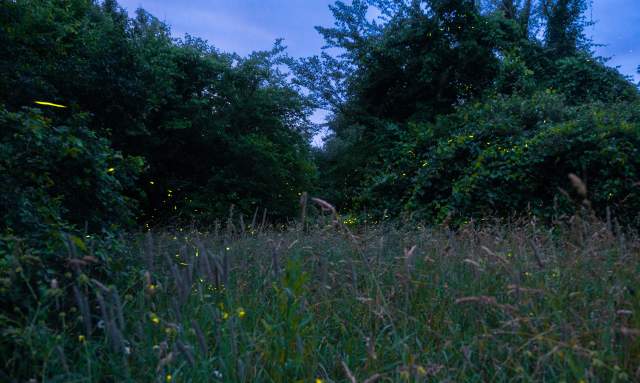 Signals in the Dark: A Firefly Story