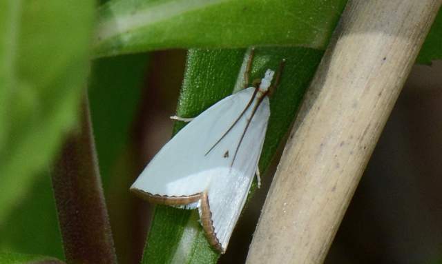 Mystical Moths
