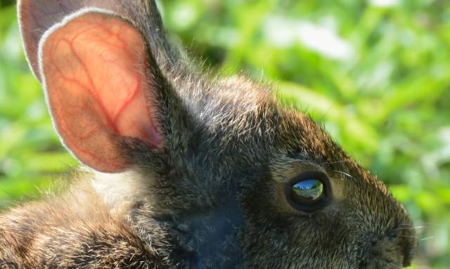 Homeschool in the Parks: Animal Trackers