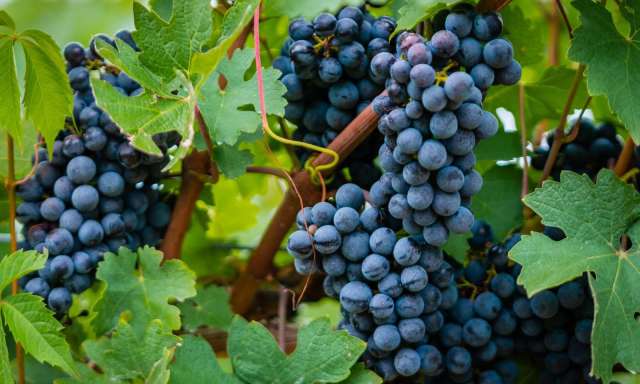 Grapes