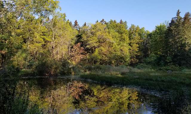 pond in Finger Lakes National Forest