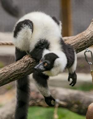 Brandywine Zoo