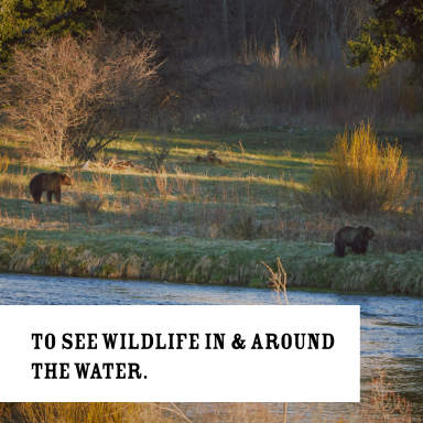 to see wildlife in and around the water.