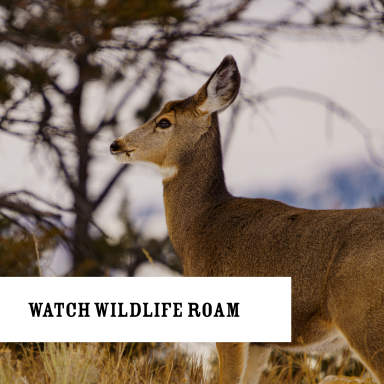 Watch wildlife roam free