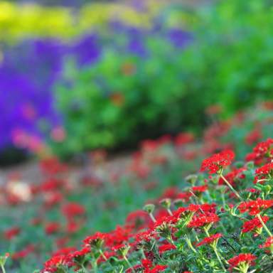 Cape Fear Botanical Garden