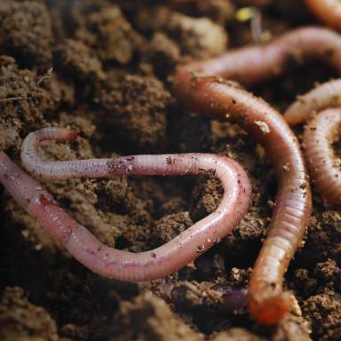 Homeschool STEMagination: Rot and Roll with Compost