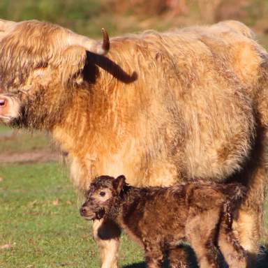 Hanging with the Highlands at Sweet Valley Ranch