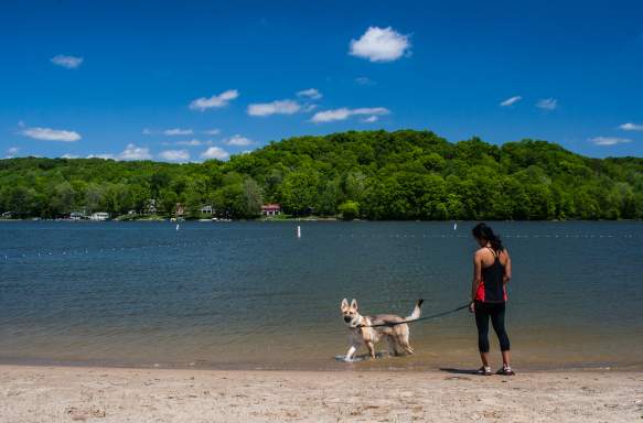 Lake Lemon Riddle Point Dog