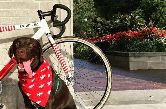 A dog sitting at Sample Gates in front of a bike